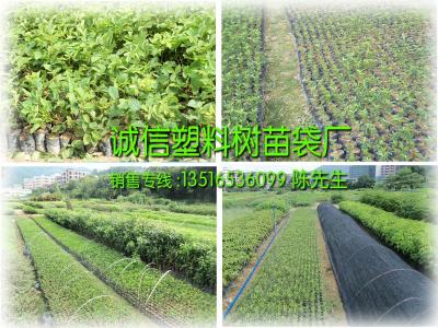 植树袋